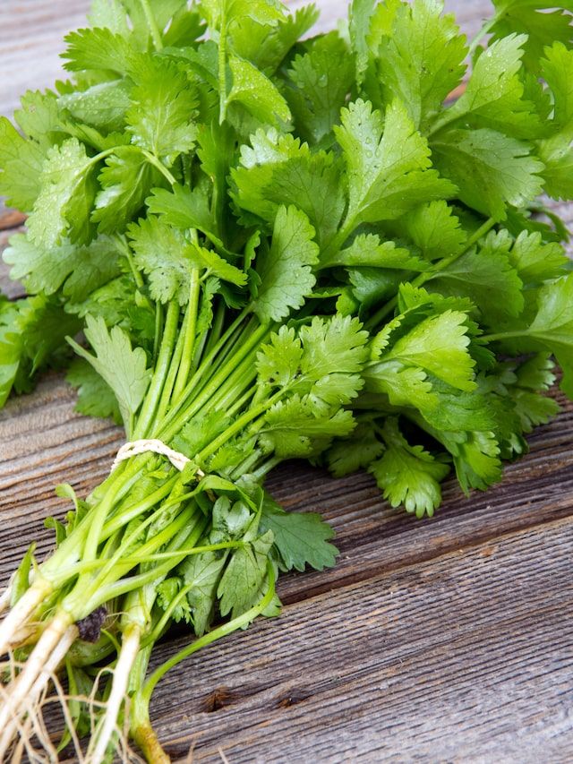  Coriander